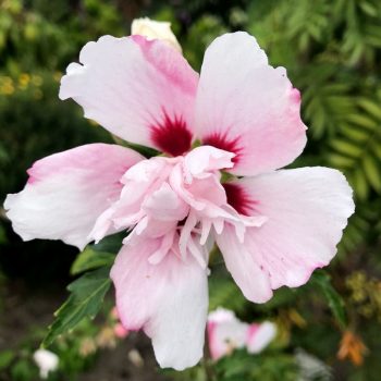 Hibiscus Verosa 2