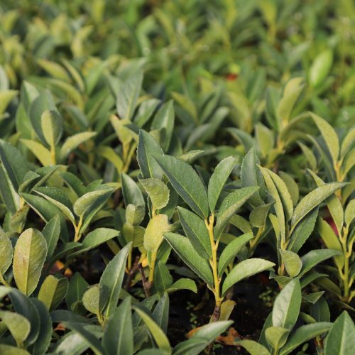 IMG_8980_Piranha (2)_Piranha