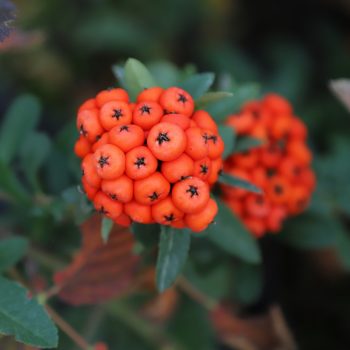 IMG_9024_Orange_Star