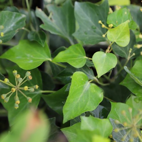 IMG_9055_Hedera_arborescens