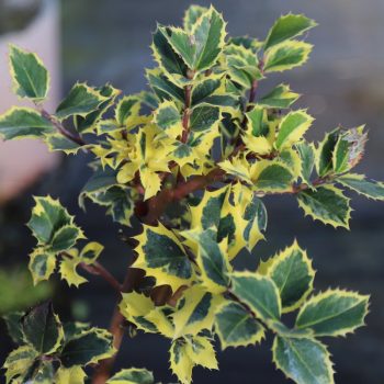 IMG_9091_Rubricallus_Aurea_Rubricaullus_Aurea