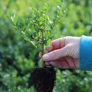 IMG_9111_Ilex_crenata_Land_Green