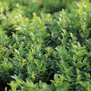 IMG_9123_Ilex_Maxymowiczana