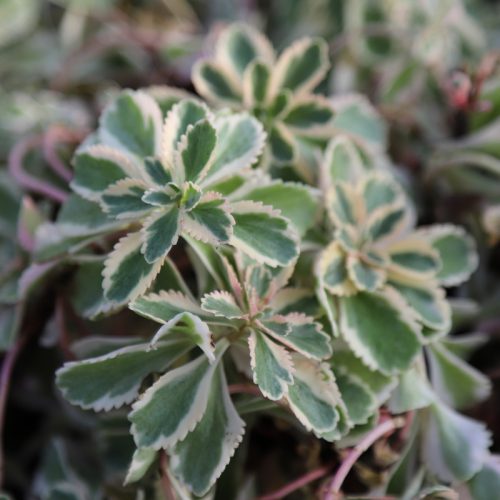 IMG_9132_Sedum_Atlantis