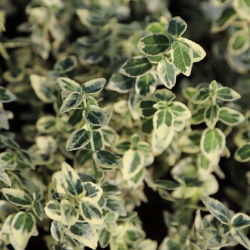 IMG_9203_Dans_Delight