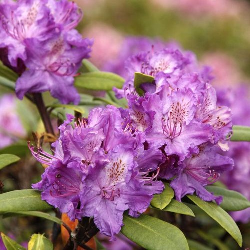 Rhododendron_hybr_Alfred_KUS_3621