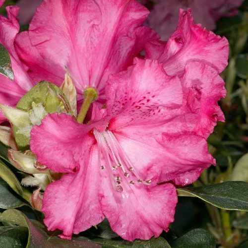 Rhododendron_hybr_Andantino_U_5