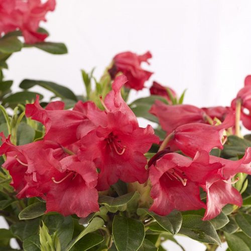 Rhododendron_hybr_Bengal_U_1337a