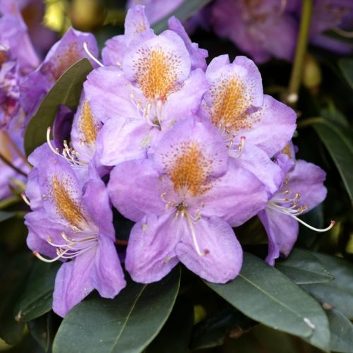 Rhododendron_hybr_Blutopia