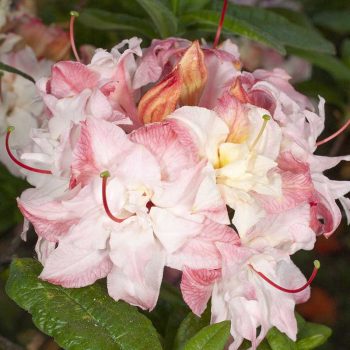 Rhododendron_hybr_Cannons_Double_U_4454