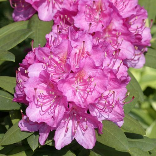 Rhododendron_hybr_Catharina_van_Tol_U_9