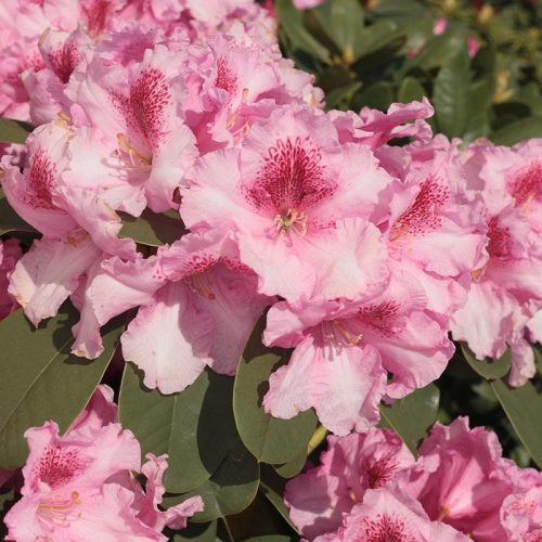 Rhododendron_hybr_Claudius_KUS_7190