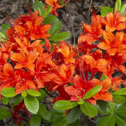 Rhododendron_hybr_Crosswater_Red_IGP1365