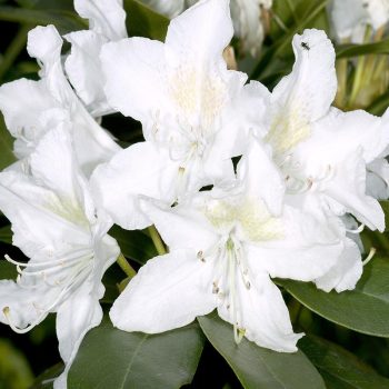 Rhododendron_hybr_Cunninghams_White_U_2