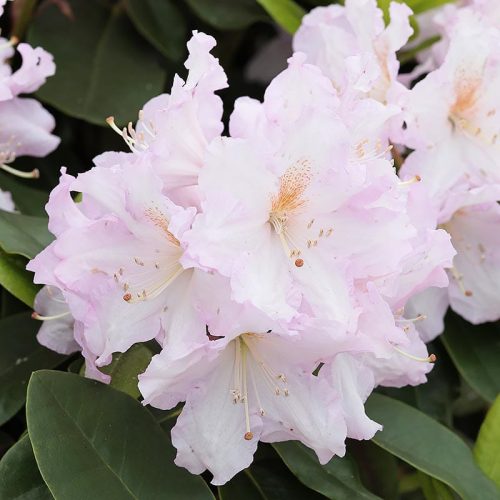 Rhododendron_hybr_Dagmar_KUS_3145