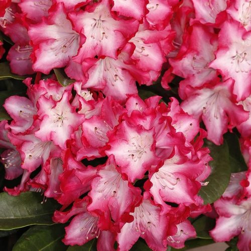 Rhododendron_hybr_Eruption_KUS_2625