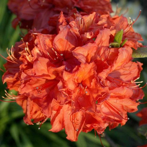 Rhododendron_hybr_Feuerwerk_U_2