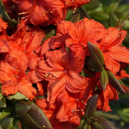 Rhododendron_hybr_Fireball_U_1