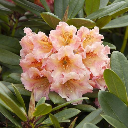 Rhododendron_hybr_Flautando_KUS_3464