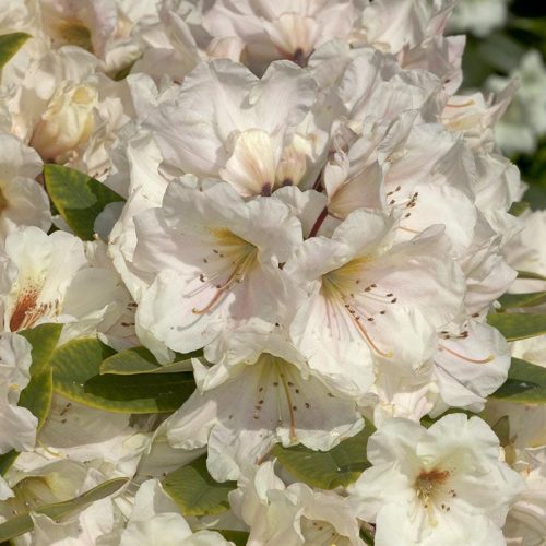 Rhododendron_hybr_Golden_Melody_U_2296