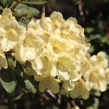Rhododendron_hybr_Goldinetta_KUS_3440