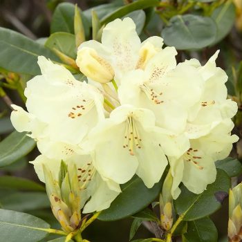 Rhododendron_hybr_Goldkrone_KUS_3470