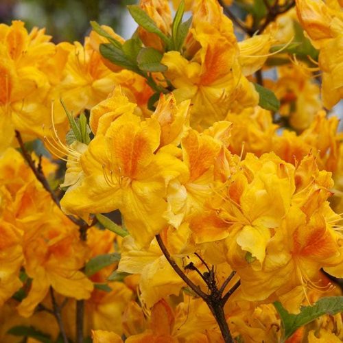 Rhododendron_hybr_Goldpracht_KUS_3562