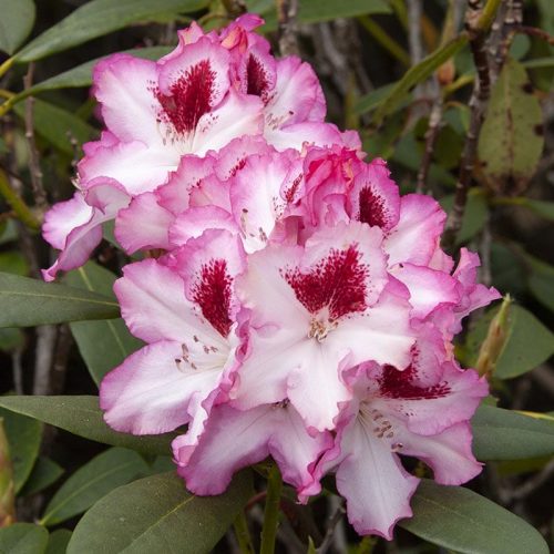 Rhododendron_hybr_Hachmanns_Charmant_KUS_3612