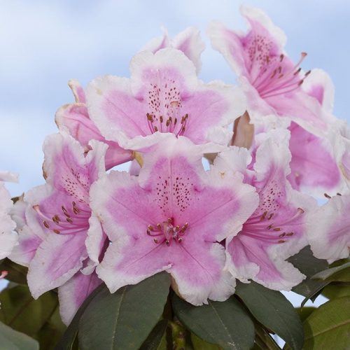 Rhododendron_hybr_Janet_Ward_KUS_7918