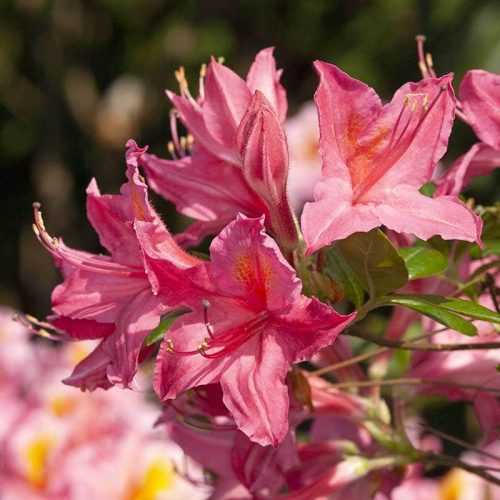 Rhododendron_hybr_Jolie_Madame_KUS_7421