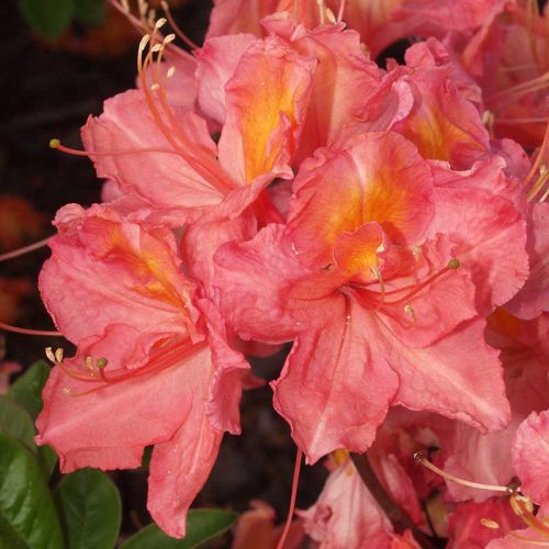 Rhododendron_hybr_Juanita_U_3