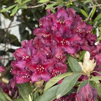 Rhododendron_hybr_Kali_KUS_7988