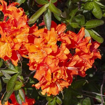 Rhododendron_hybr_Orange_Hit_KUS_8287