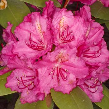 Rhododendron_hybr_Pearces_American_Beauty_U_3