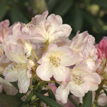 Rhododendron_hybr_Percy_Wiseman_U_1