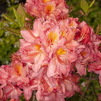Rhododendron_hybr_Pink_Delight_U_4249