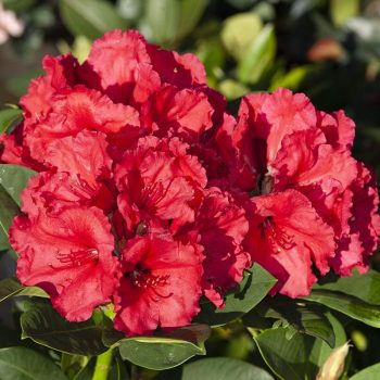 Rhododendron_hybr_Red_Jack_KUS_8811