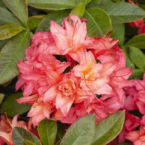 Rhododendron_hybr_Rosenkaeppchen_KUS_7596
