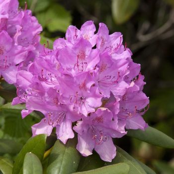 Rhododendron_hybr_Roseum_Elegans_KUS_3630