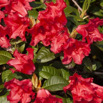 Rhododendron_hybr_Scarlet_Wonder_KUS_2407b