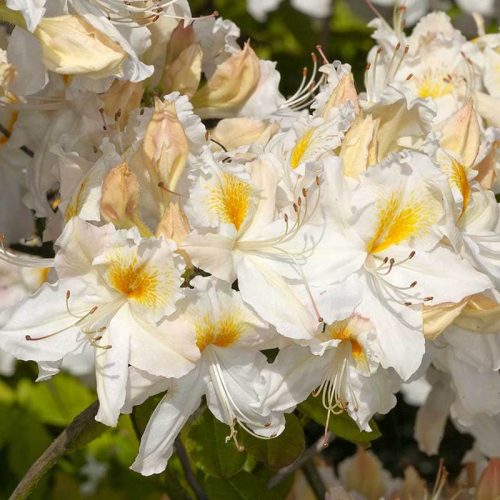 Rhododendron_hybr_Schneegold_U_2321