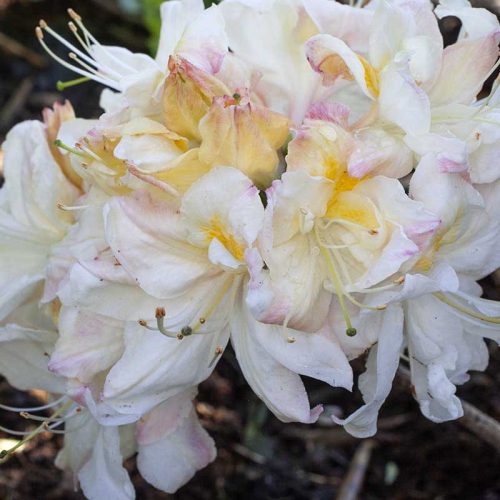 Rhododendron_hybr_Silver_Slipper_TOM_1845