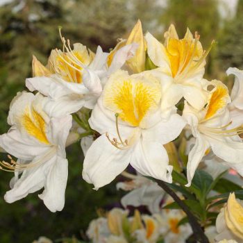 Rhododendron_hybr_Toucan_U_4449