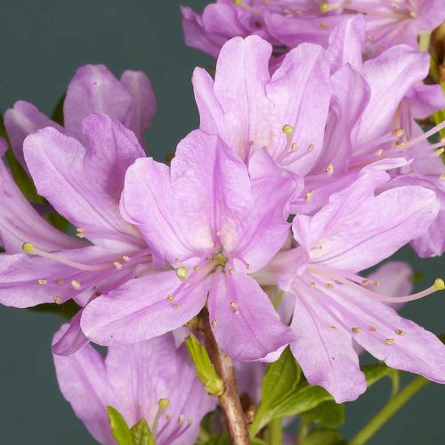 Rhododendron_hybr_Western_Lights_U_3951