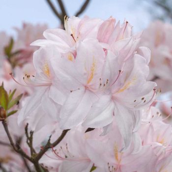 Rhododendron_hybr_White_LIghts_KUS_8278