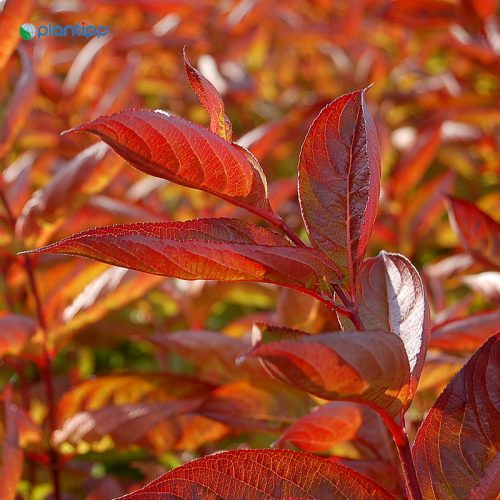 Wings of Fire_Close up foliage
