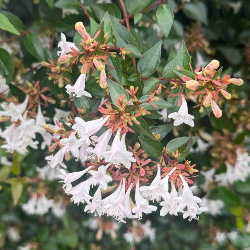 abelia_grandiflora1