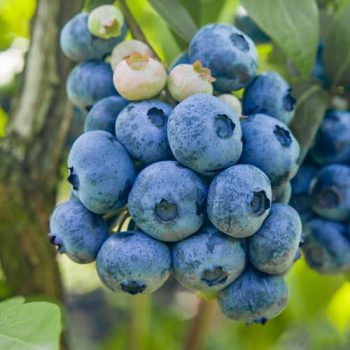 borowka-amerykanska-colibri-p9_1