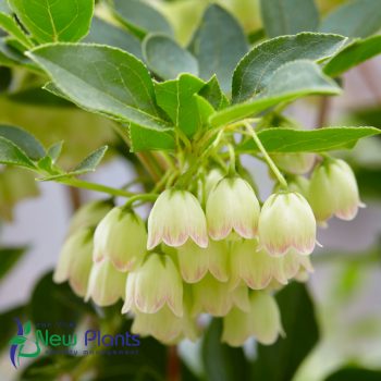 Enkianthus campanulatus Prettycoat
